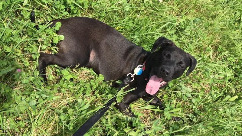 Toby loved the sunshine and grass.